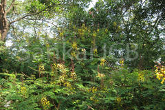 Caesalpinia mimosoides